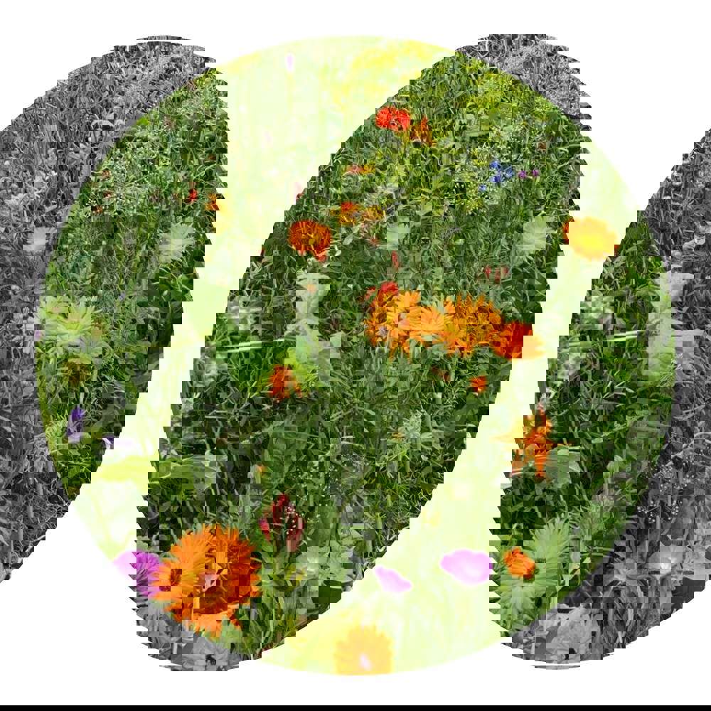 Bloemenzaad wilde bloemen 4 gram