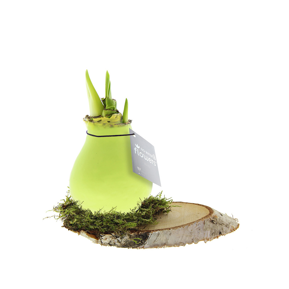 No Water Flowers® - Waxz® on wood - voor bedrijven en relatiegeschenken - pastel groen
