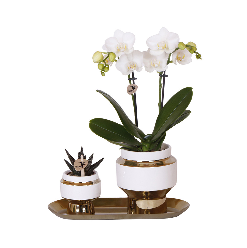 Botanical Giftset small - Luxury Gold - voor bedrijven en relatiegeschenken