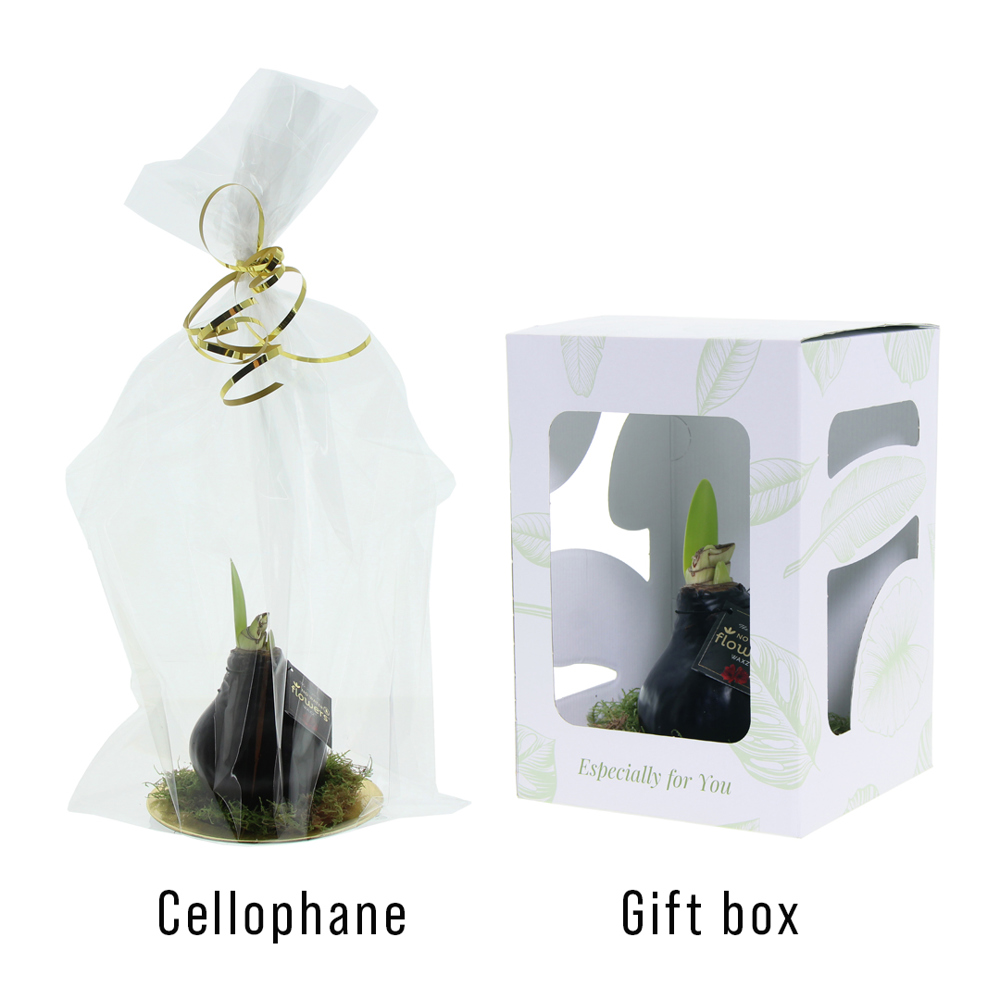 No Water Flowers® - Waxz® on golden dish, In cellofaan, Pastel groen