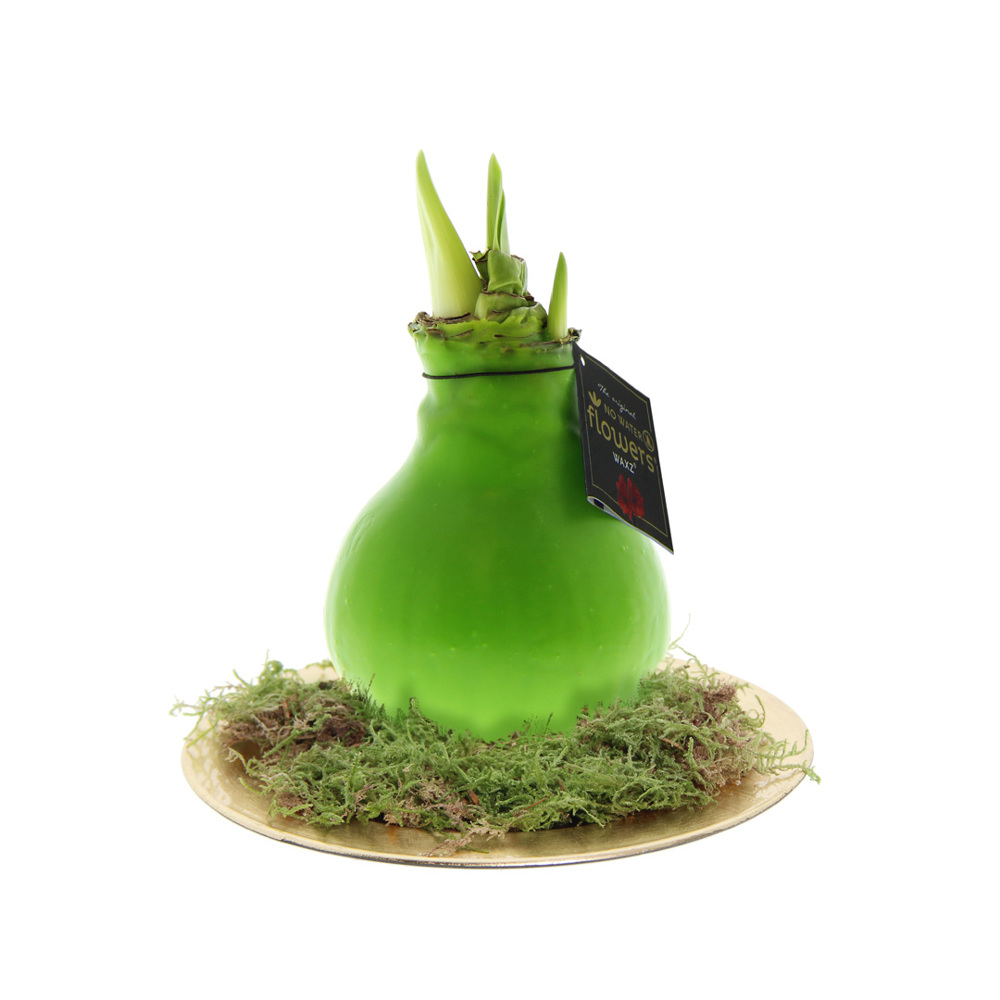 No Water Flowers® - Waxz® on golden dish - met logo of onbedrukt bestellen - lichtgroen