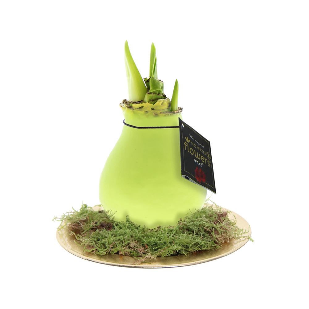 No Water Flowers® - Waxz® on golden dish - met logo of onbedrukt bestellen - pastel groen