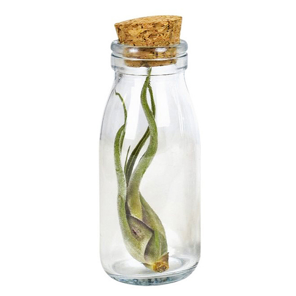 Airplant - Glass bottle large - voor bedrijven en relatiegeschenken