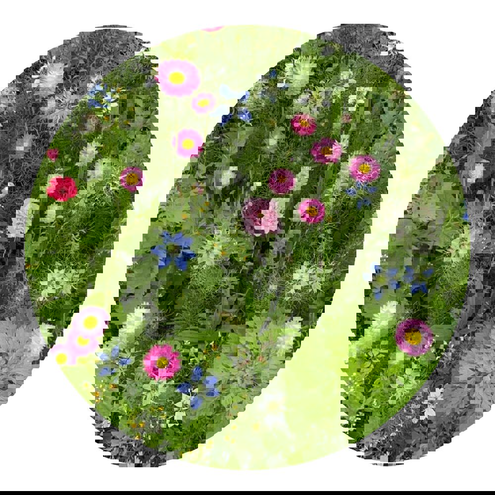 Bloemenzaad droogbloemen 4 gram