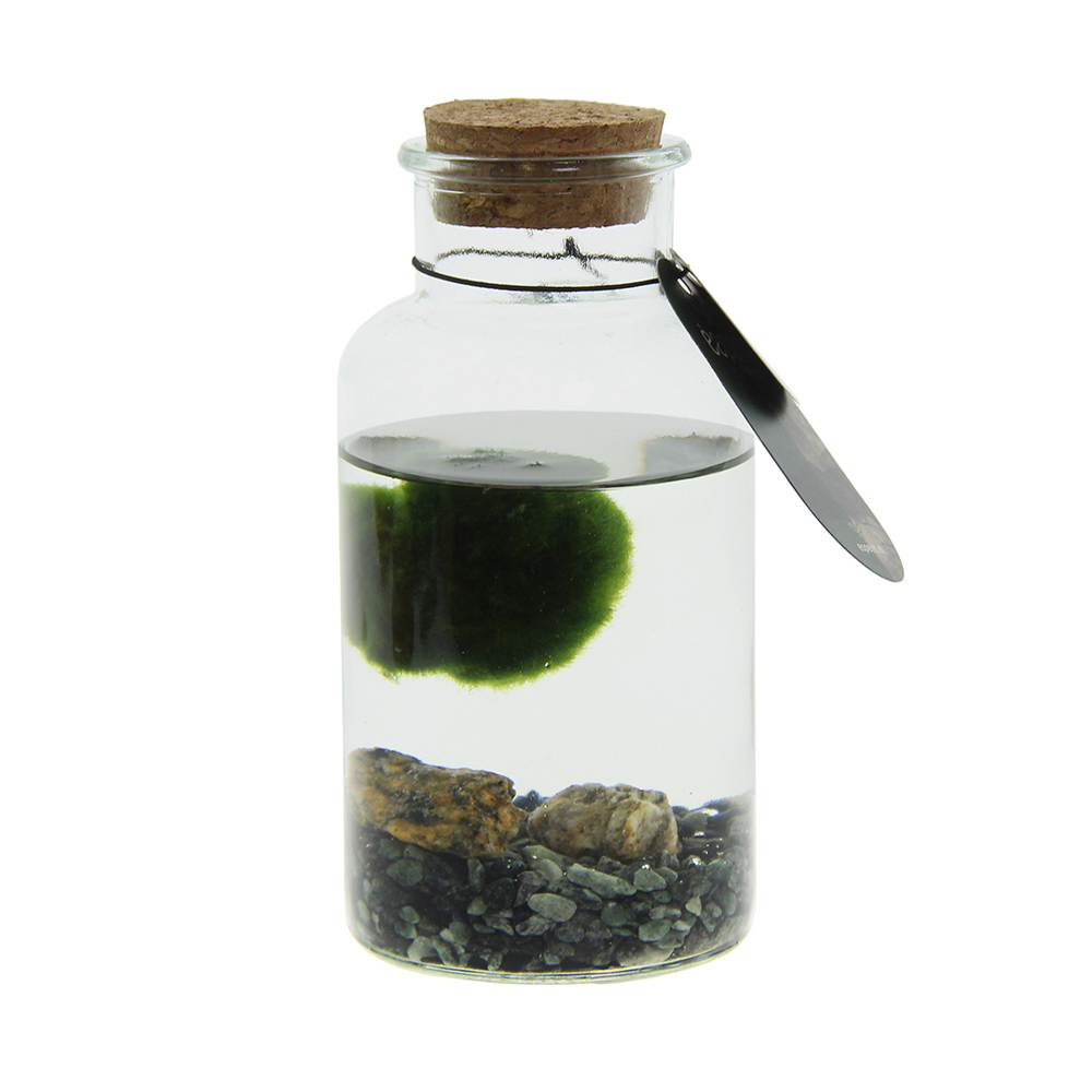 Marimo moss balls - Bottle medium - met logo of onbedrukt bestellen