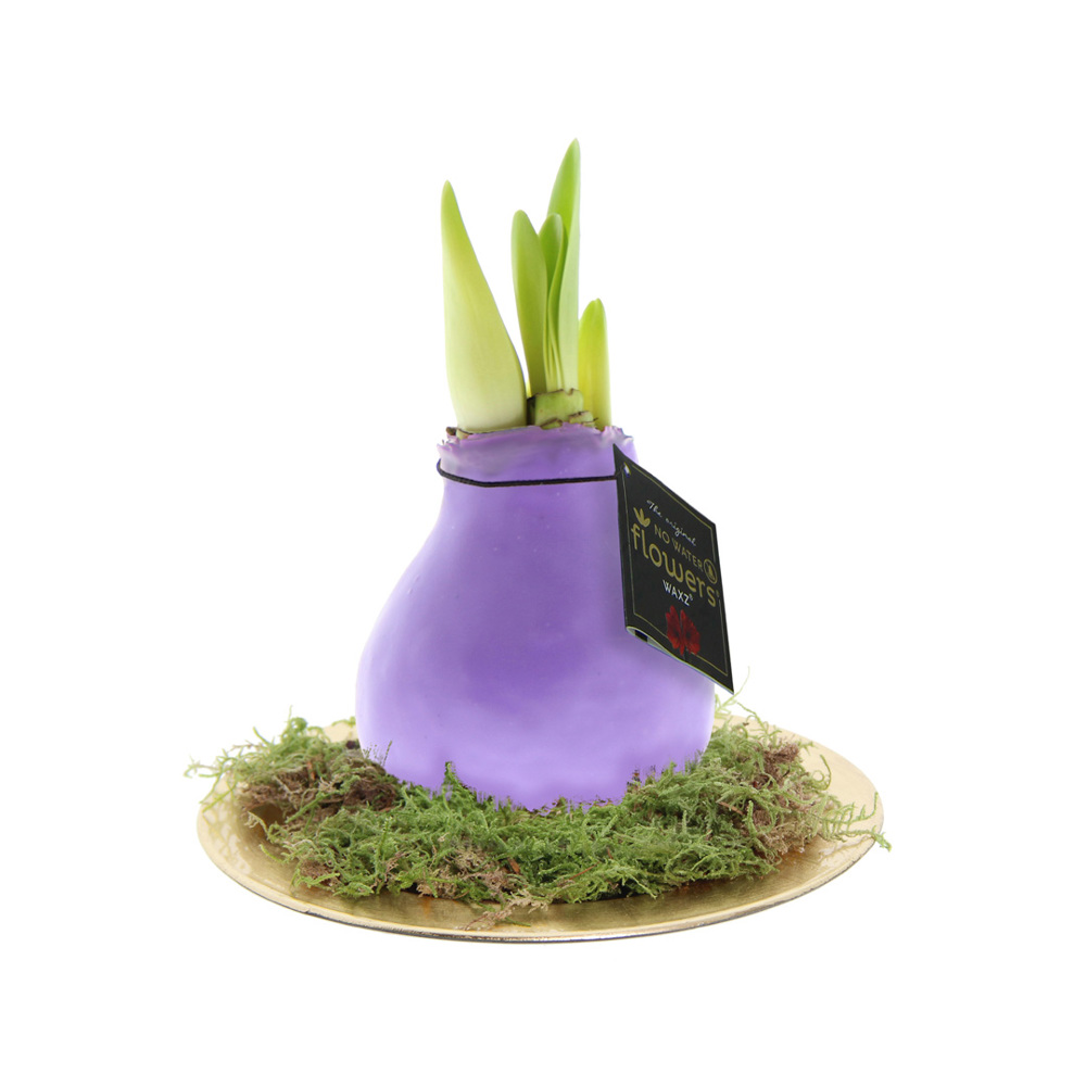 No Water Flowers® - Waxz® on golden dish - met logo of onbedrukt bestellen - Pastel paars