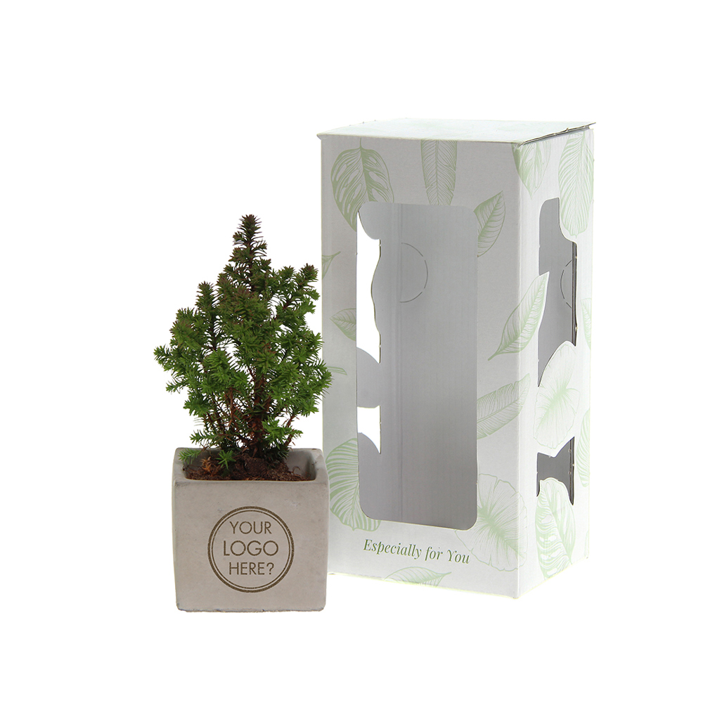 Congreet® plantpots small - Christmas edition, In giftbox