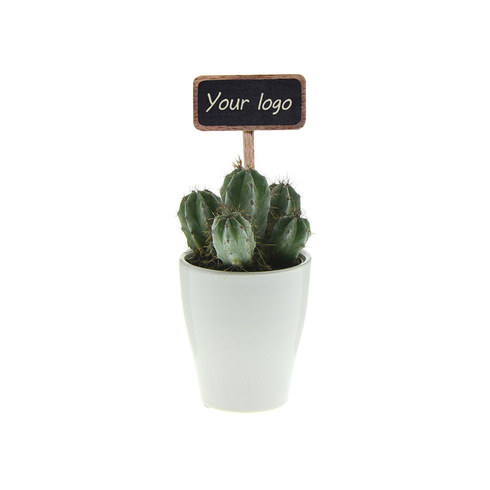 ChalkNotes® - Cacti mix - met logo of onbedrukt bestellen