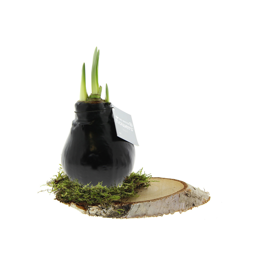 No Water Flowers® - Waxz® on wood - voor bedrijven en relatiegeschenken - Zwart