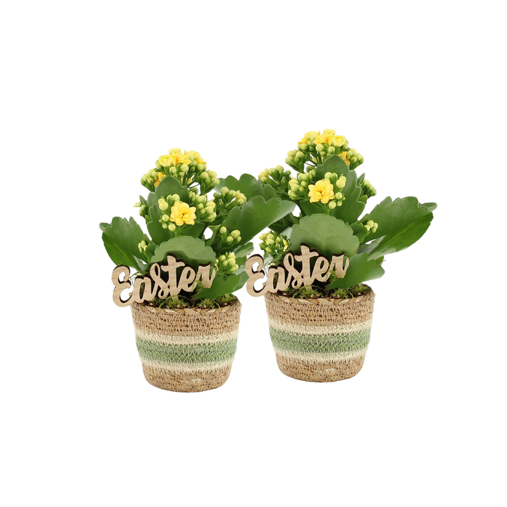 Easter basket small - Kalanchoë - bedrukt of onbedrukt verkrijgbaar