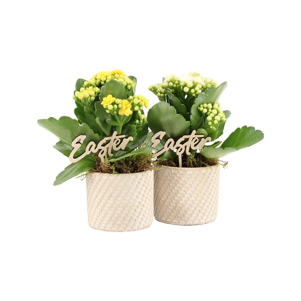 Easter braided ceramic small - Kalanchoë - bedrukt of onbedrukt verkrijgbaar