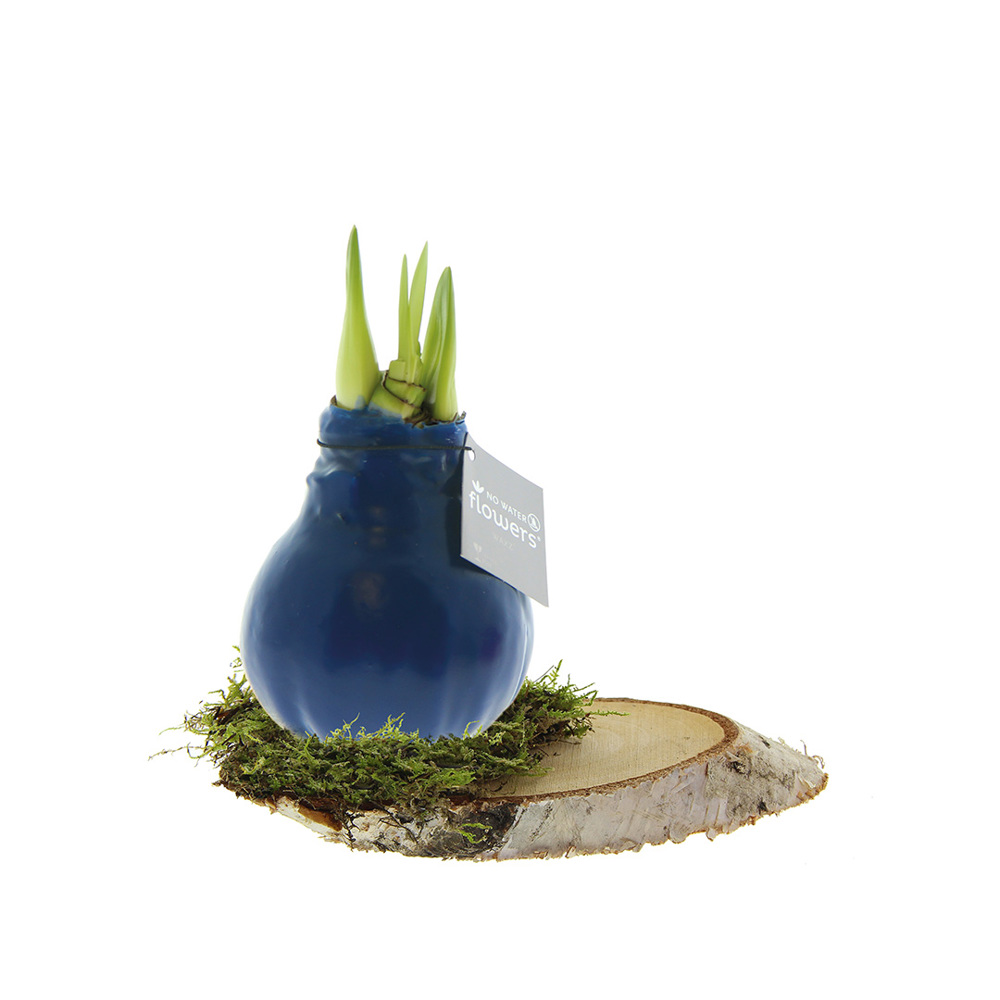 No Water Flowers® - Waxz® on wood - voor bedrijven en relatiegeschenken - donkerblauw