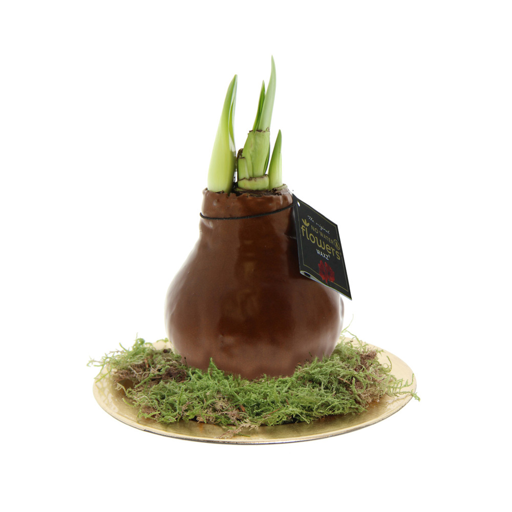 No Water Flowers® - Waxz® on golden dish - met logo of onbedrukt bestellen - Koper