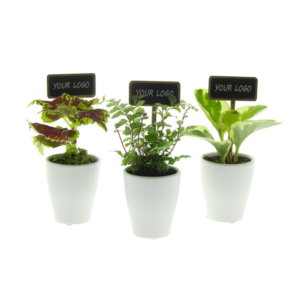 ChalkNotes® - Green mix, Zonder verpakking