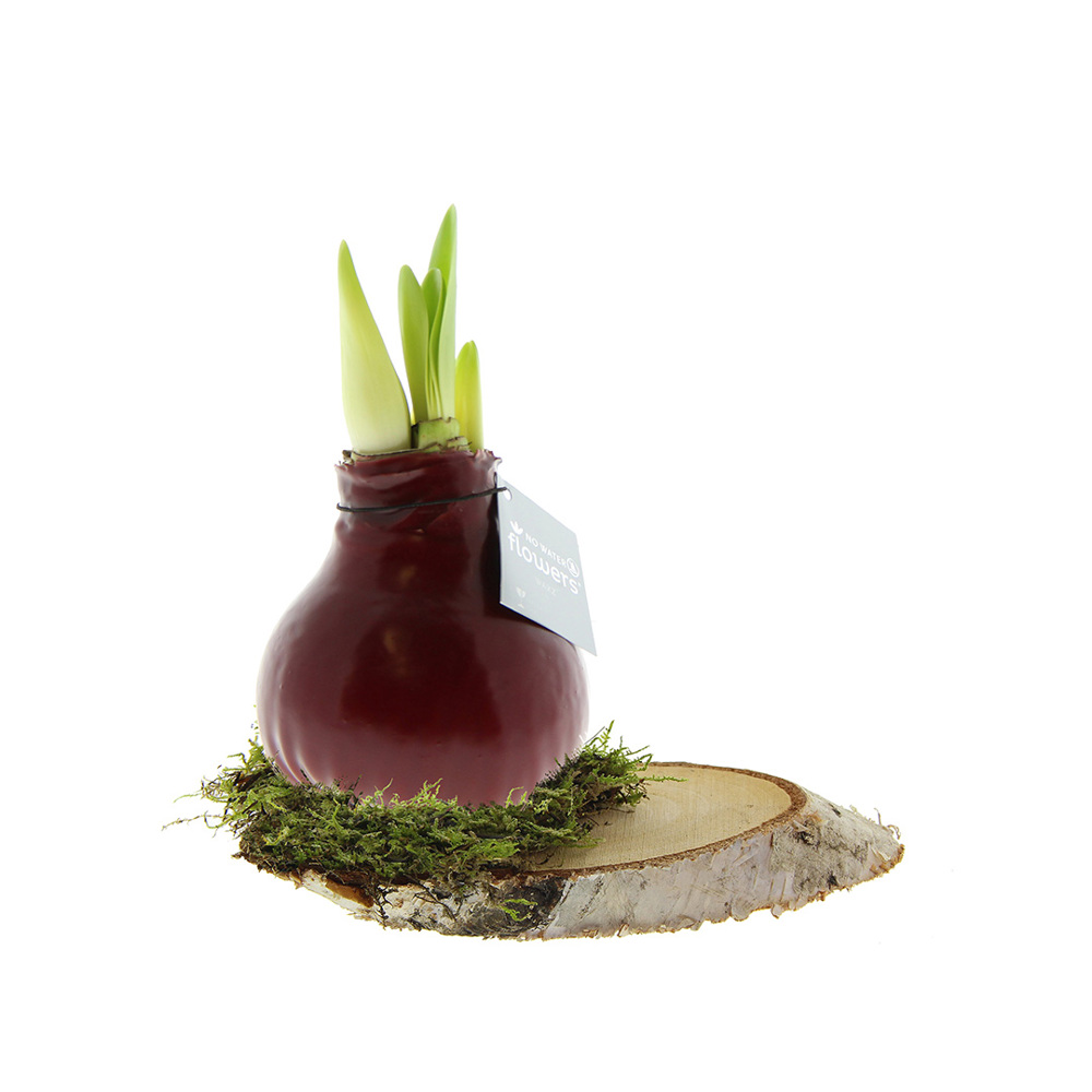 No Water Flowers® - Waxz® on wood - voor bedrijven en relatiegeschenken - bordeaux