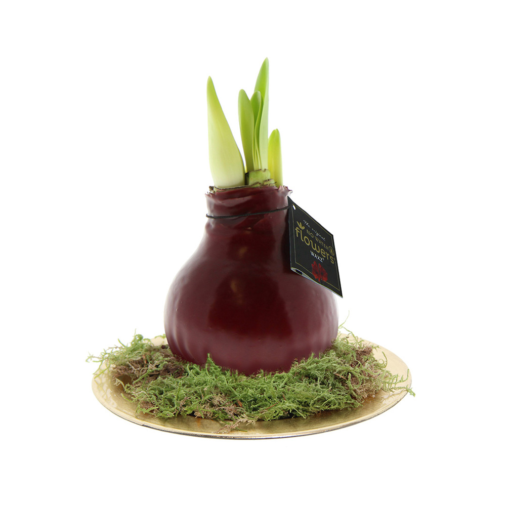 No Water Flowers® - Waxz® on golden dish - met logo of onbedrukt bestellen - bordeaux
