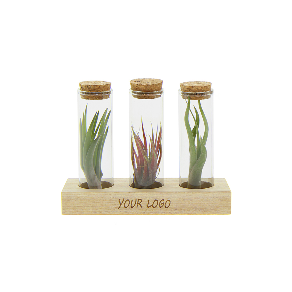 Airplant - Trio tube & wood - voor bedrijven en relatiegeschenken