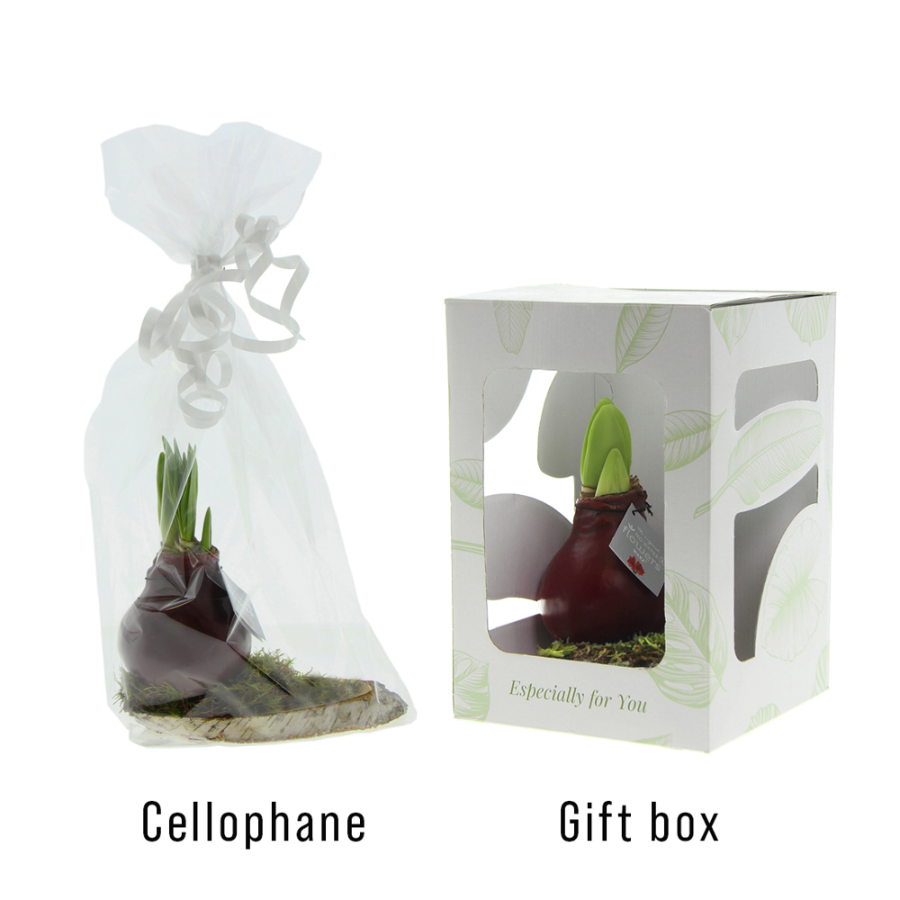 No Water Flowers® - Waxz® on wood, In giftbox, Rood