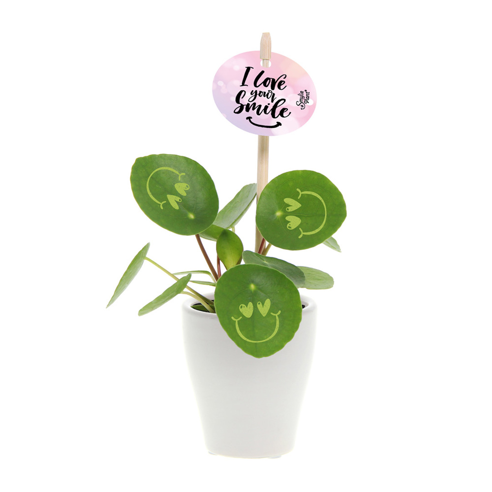 Smylieplant® - Love in keramieke pot (small), In - bedrukt of onbedrukt verkrijgbaar