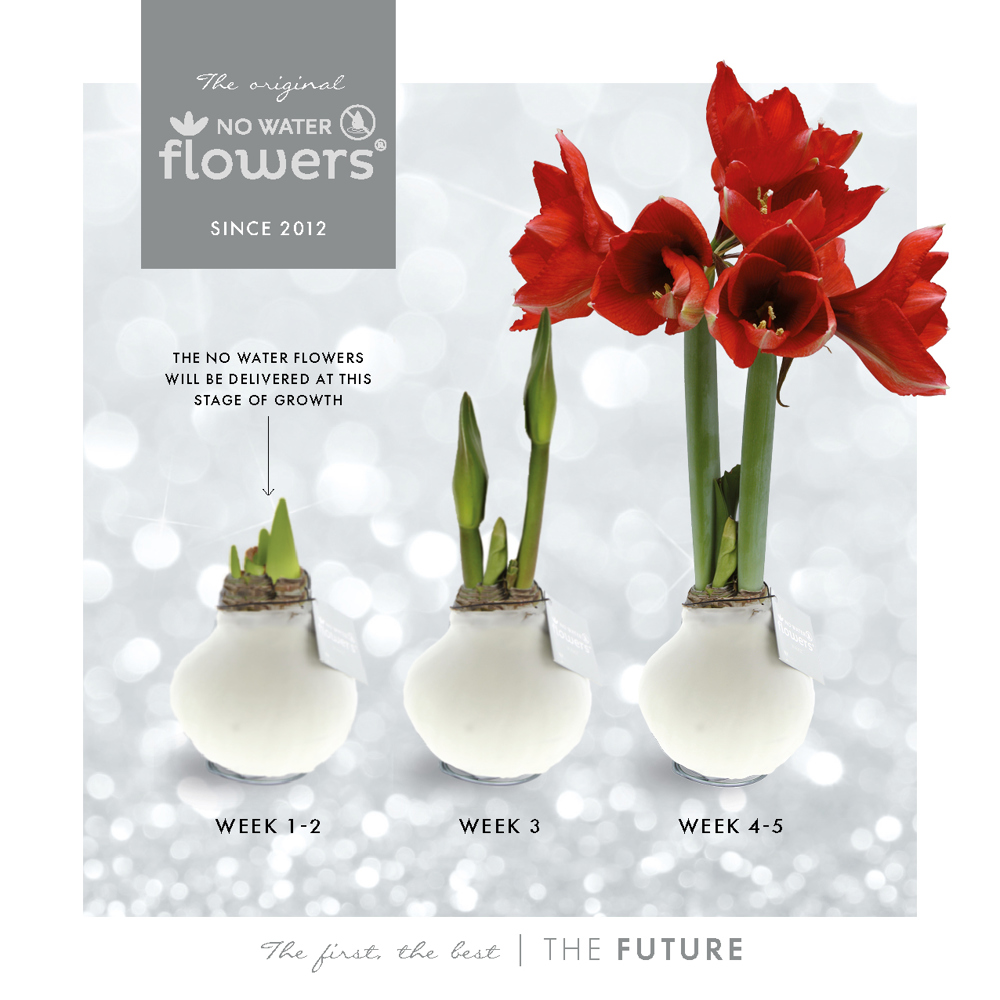 No Water Flowers® - Waxz® on wood, In giftbox, Rood