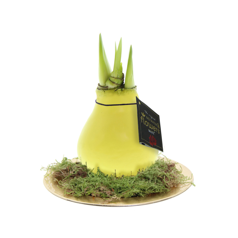No Water Flowers® - Waxz® on golden dish - met logo of onbedrukt bestellen - Pastel geel