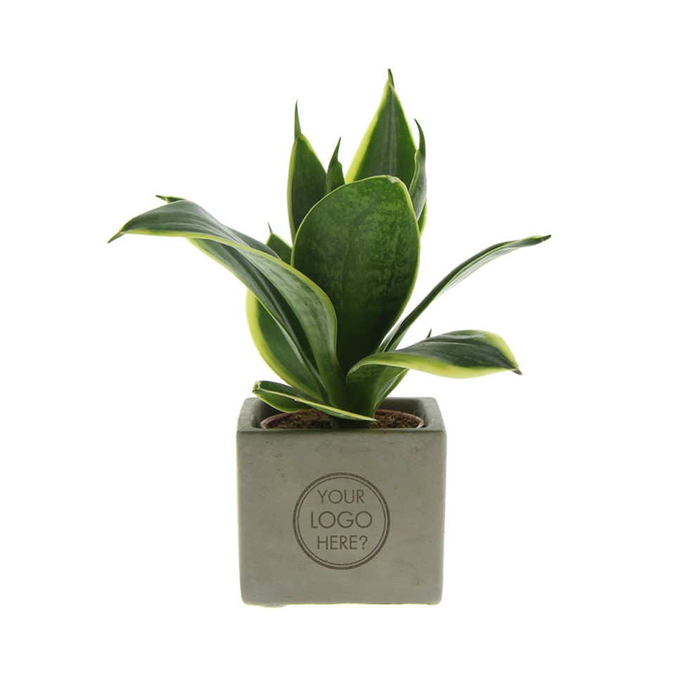 Congreet® plantpots small - bedrukt of onbedrukt verkrijgbaar