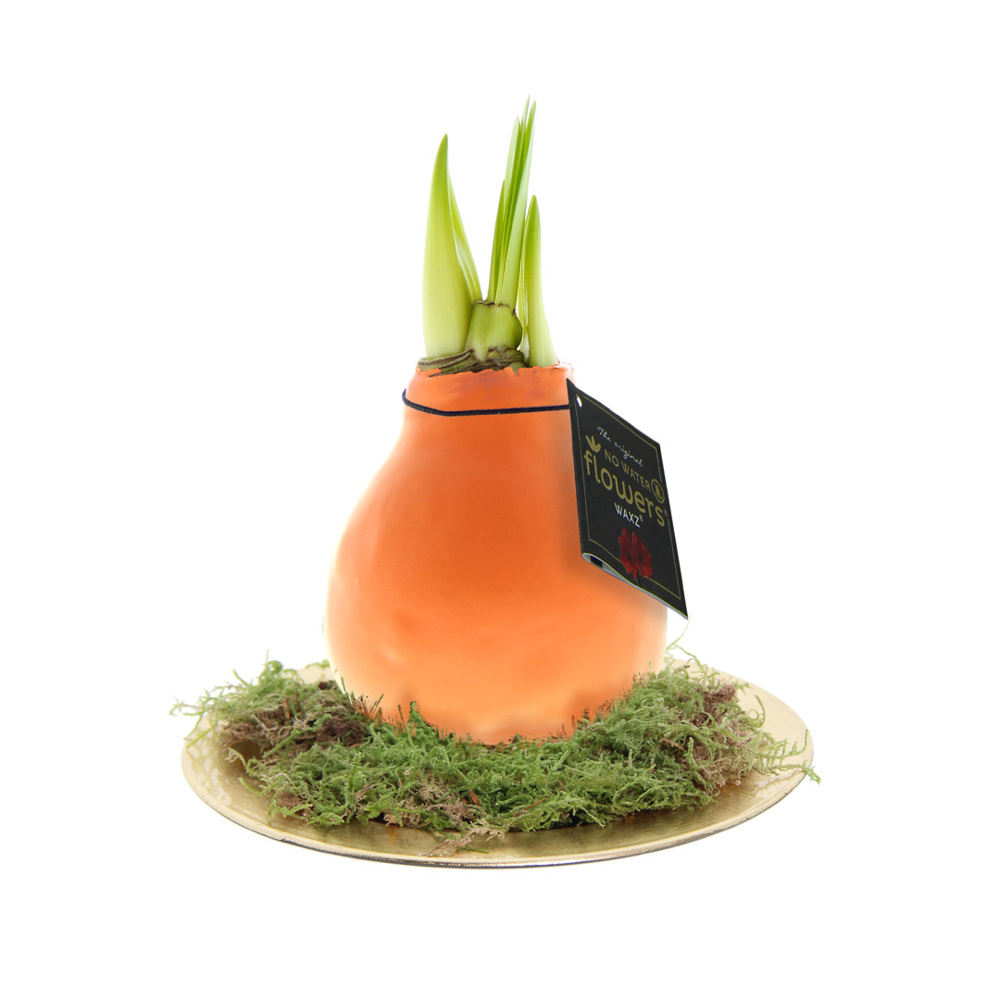 No Water Flowers® - Waxz® on golden dish - met logo of onbedrukt bestellen - Pastel oranje