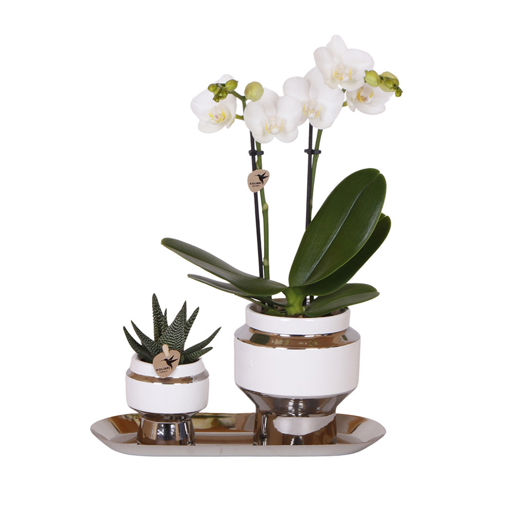 Botanical Giftset small - Luxury Silver - met logo of onbedrukt bestellen