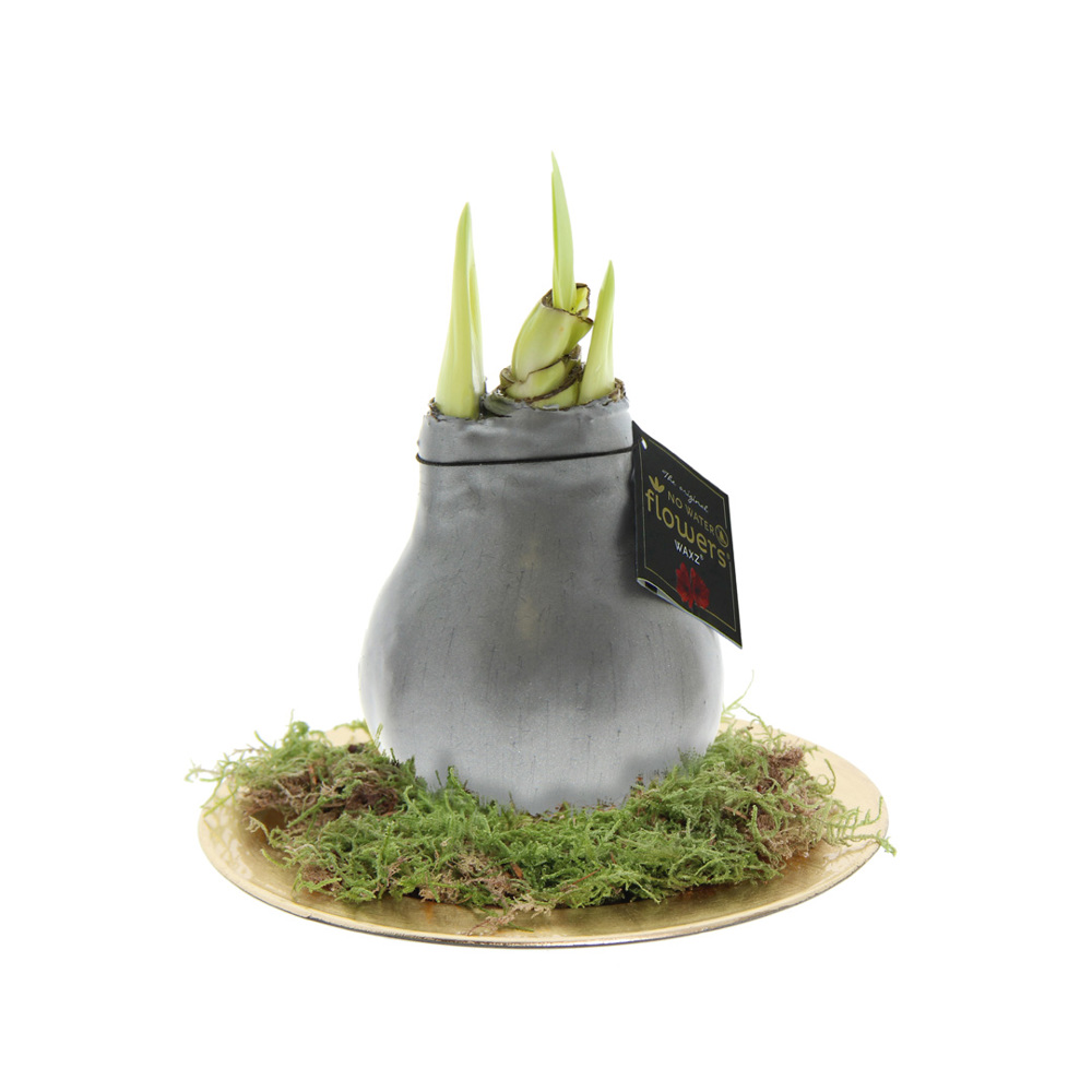 No Water Flowers® - Waxz® on golden dish - met logo of onbedrukt bestellen - zilver