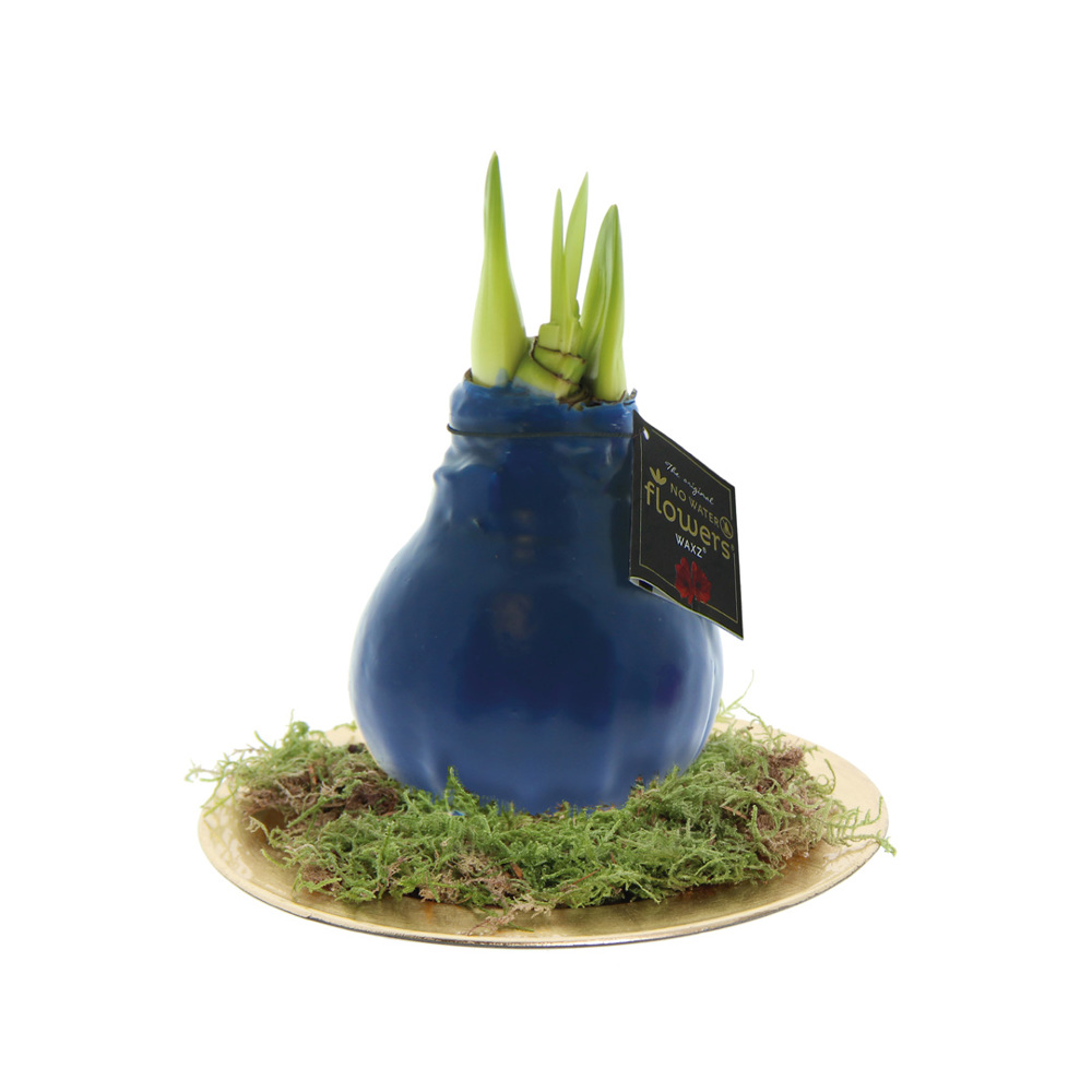 No Water Flowers® - Waxz® on golden dish - met logo of onbedrukt bestellen - donkerblauw