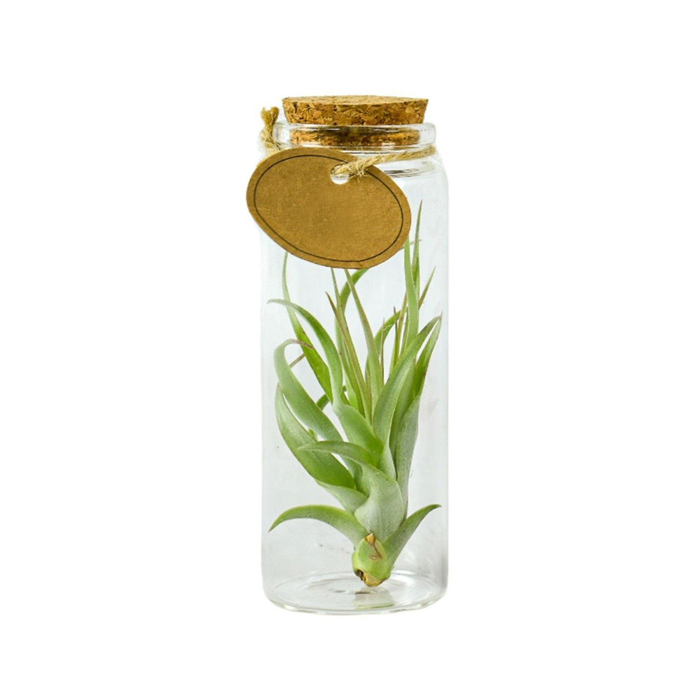 Airplant - Glass bottle medium - voor bedrijven en relatiegeschenken
