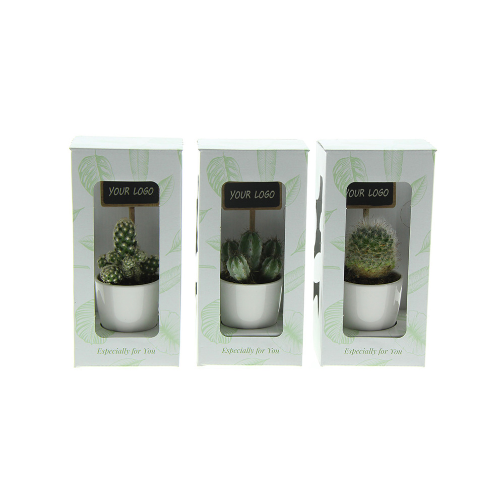 ChalkNotes® - Cacti mix, In giftbox