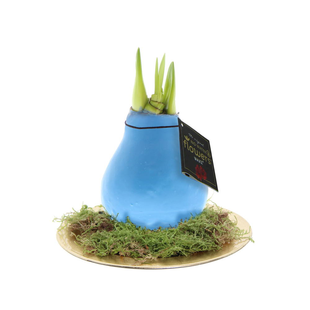 No Water Flowers® - Waxz® on golden dish - met logo of onbedrukt bestellen - pastel blauw