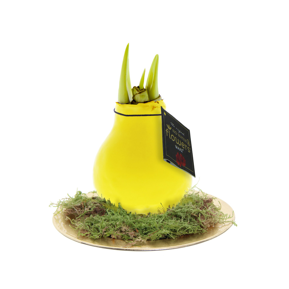 No Water Flowers® - Waxz® on golden dish - met logo of onbedrukt bestellen - geel