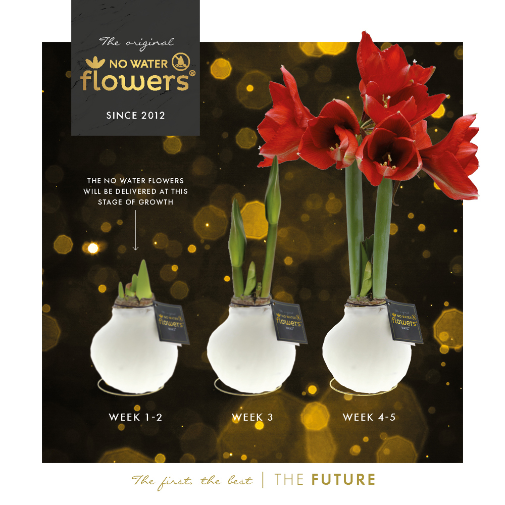 No Water Flowers® - Waxz® on golden dish, In cellofaan, Pastel groen