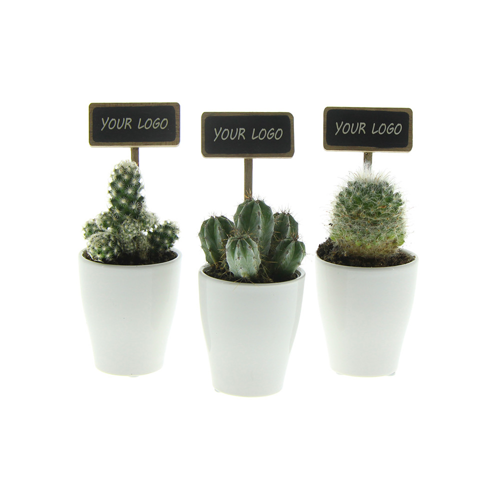 ChalkNotes® - Cacti mix, In giftbox