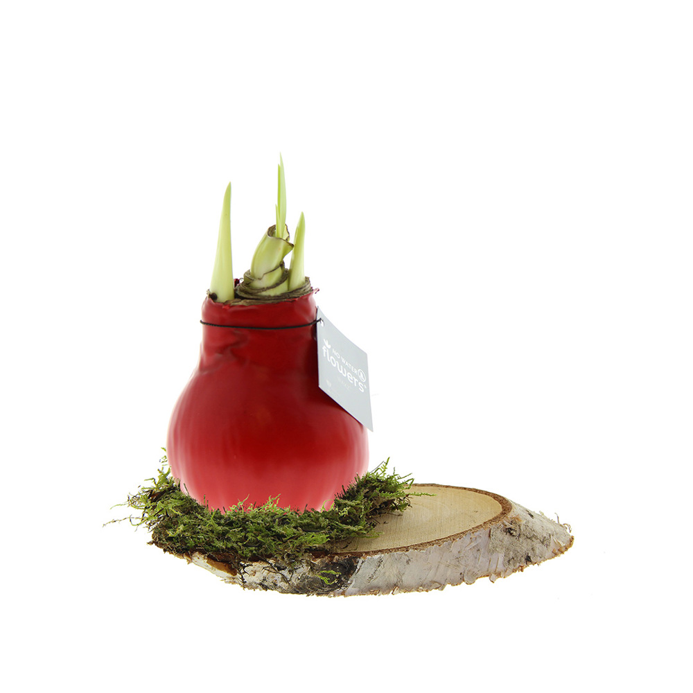 No Water Flowers® - Waxz® on wood - voor bedrijven en relatiegeschenken - rood