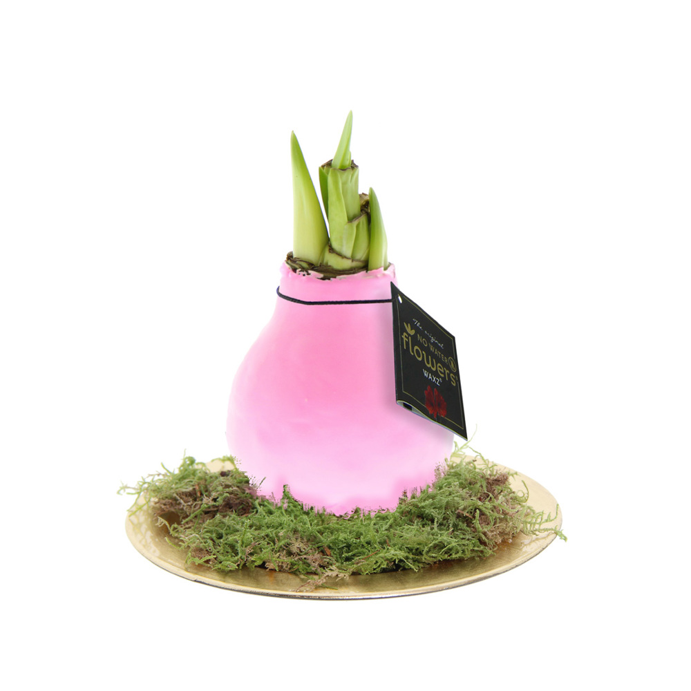No Water Flowers® - Waxz® on golden dish - met logo of onbedrukt bestellen - pastel roze