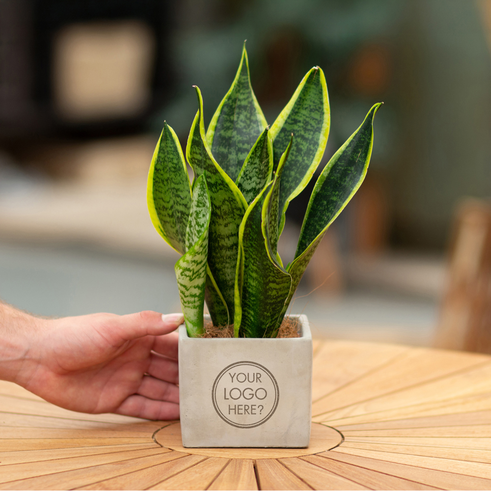 Congreet® plantpots large, In giftbox