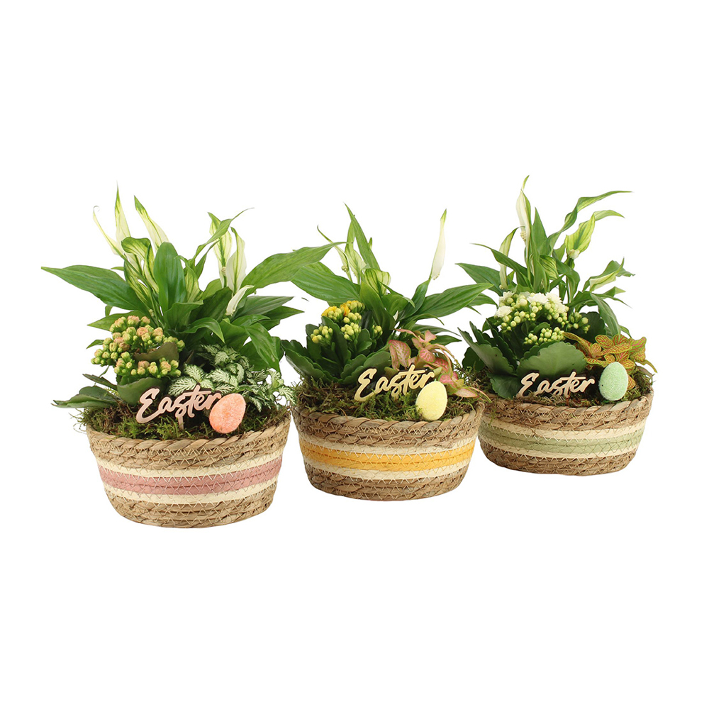 Easter basket large - Kalanchoë - met logo of onbedrukt bestellen