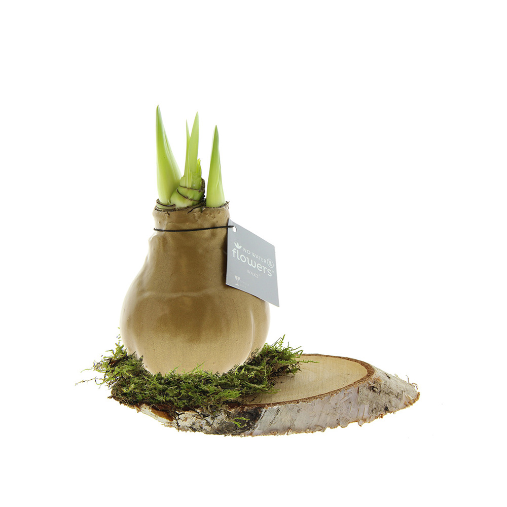 No Water Flowers® - Waxz® on wood - voor bedrijven en relatiegeschenken - goud