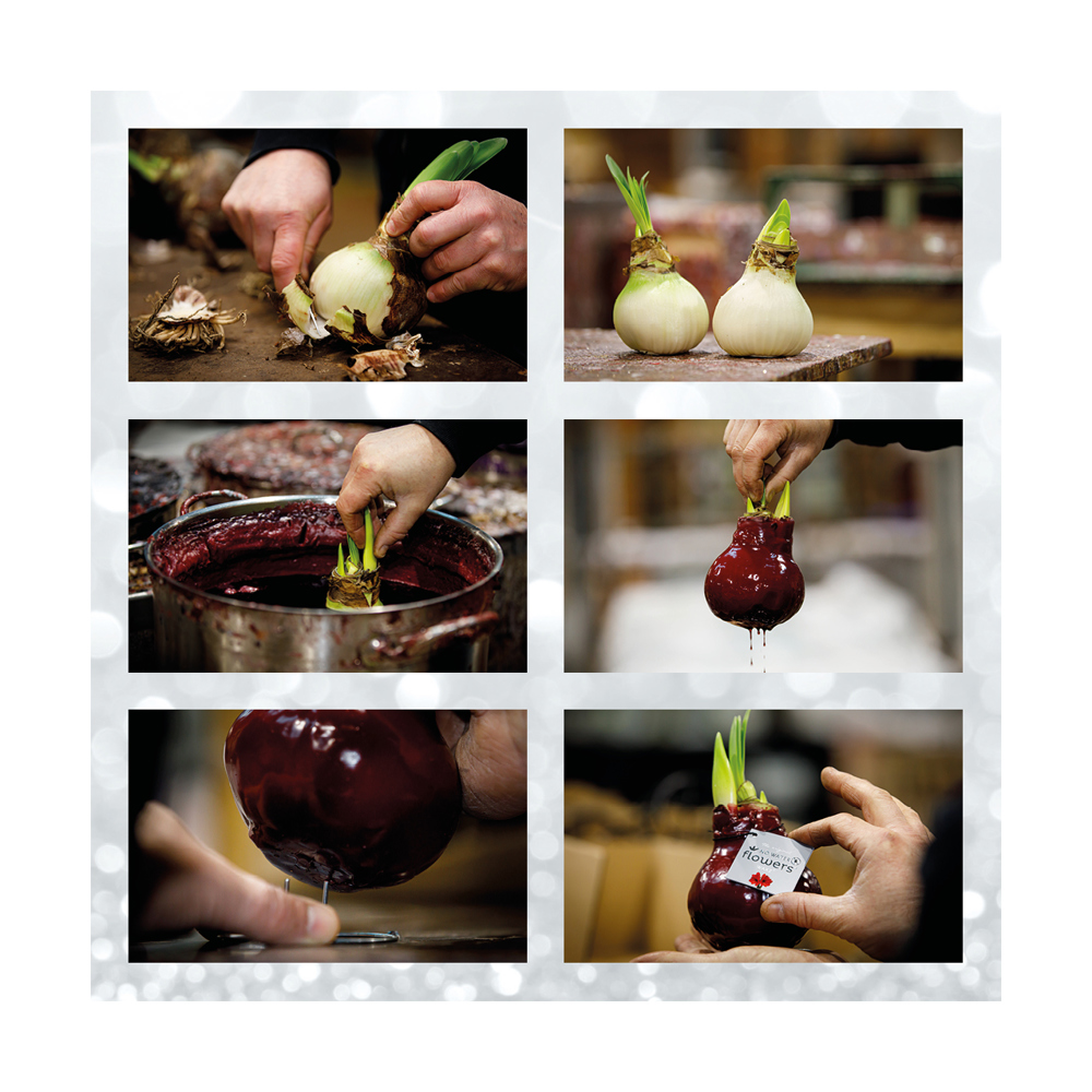 No Water Flowers® - Waxz® on wood, In giftbox, Rood