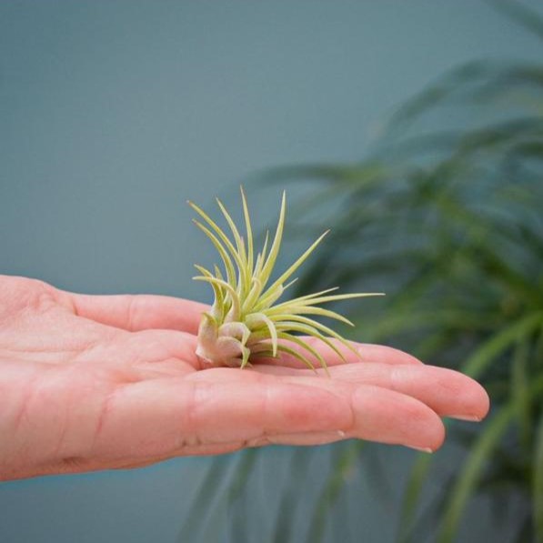 Airplant - Glass bottle square - voor bedrijven en relatiegeschenken