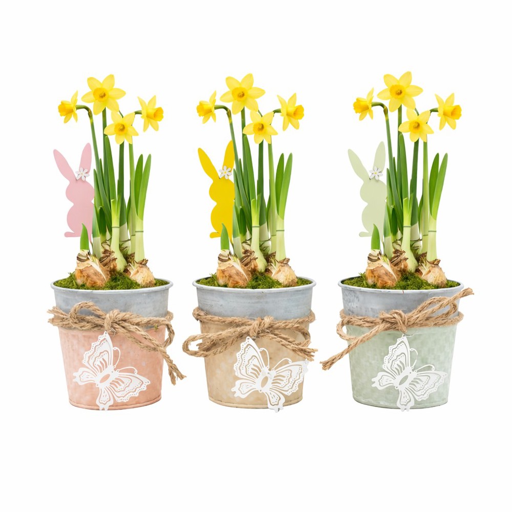 Easter bucket medium - Narcis - bedrukt of onbedrukt verkrijgbaar