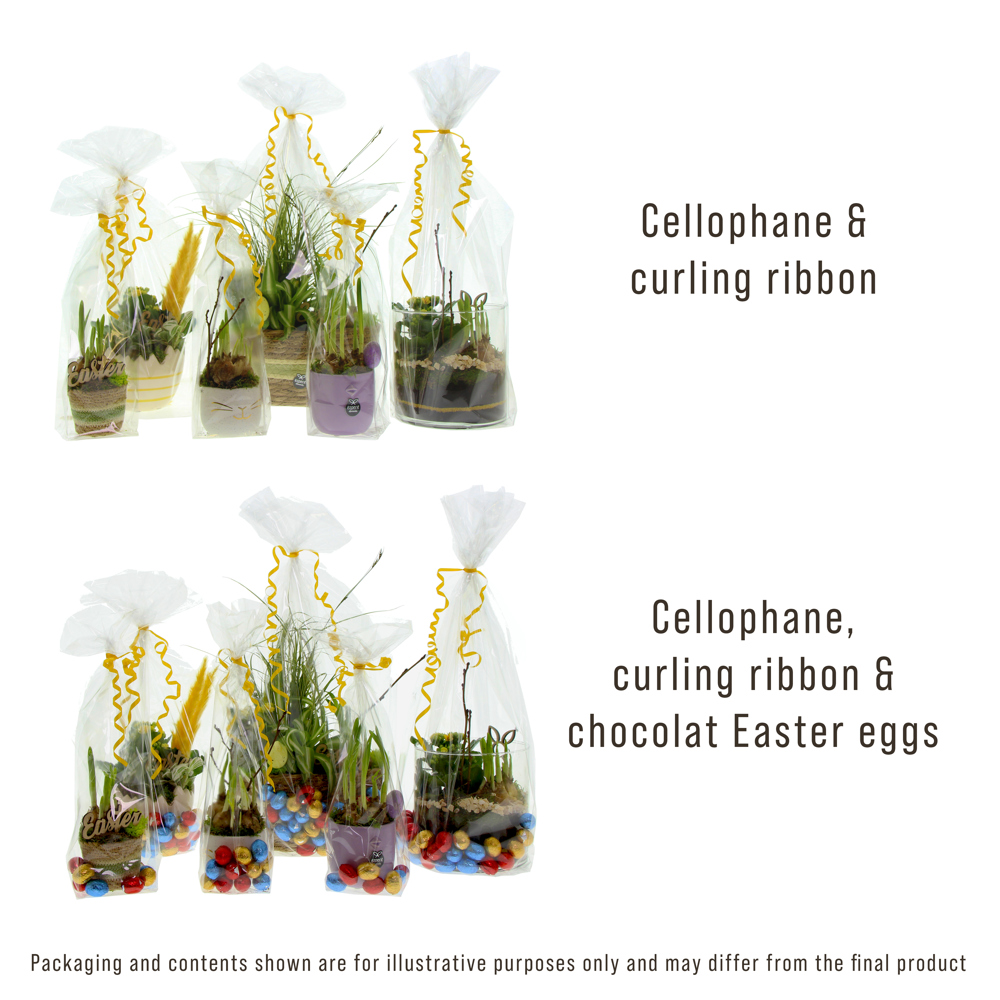 Easter colourful egg medium - Narcis, In cellofaan met chocolade eitjes
