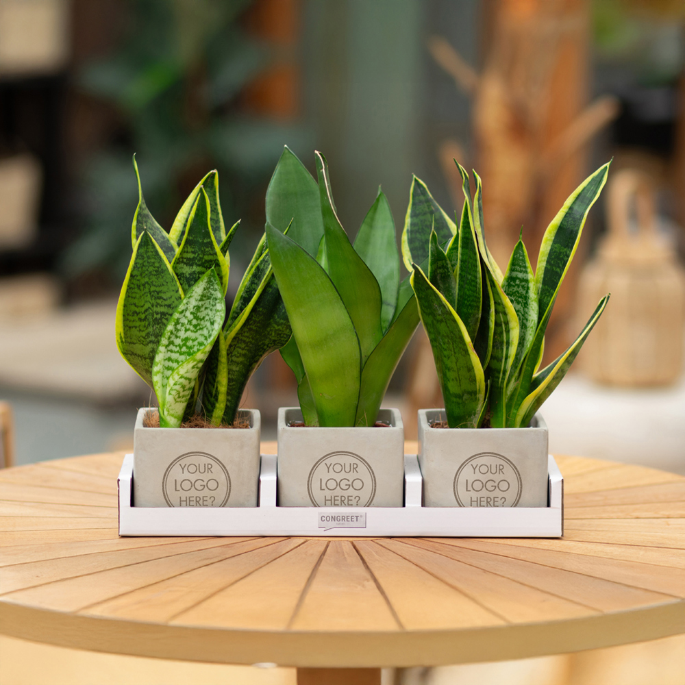 Congreet® plantpots large, In giftbox