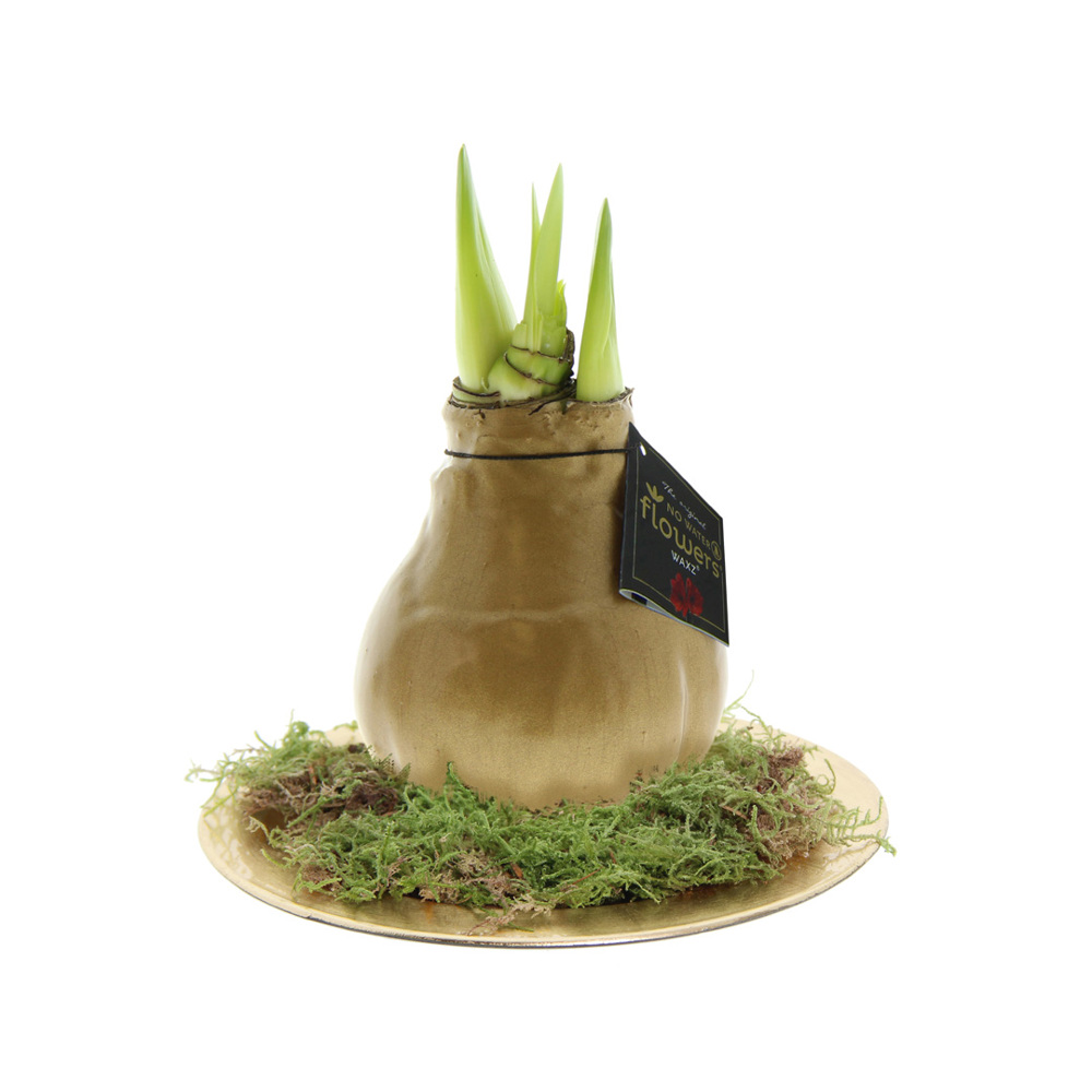 No Water Flowers® - Waxz® on golden dish - met logo of onbedrukt bestellen - goud