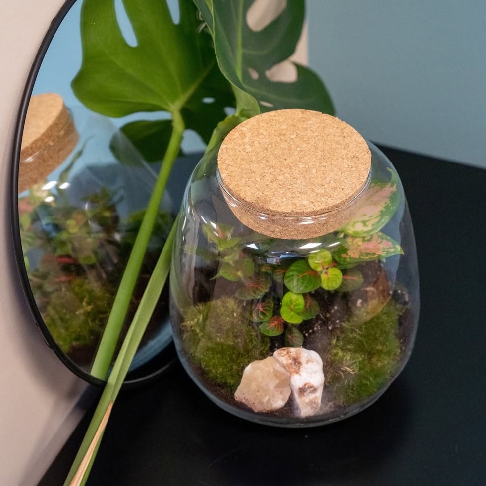 Wardians® Ecosystem - Sphere medium, Zonder verpakking