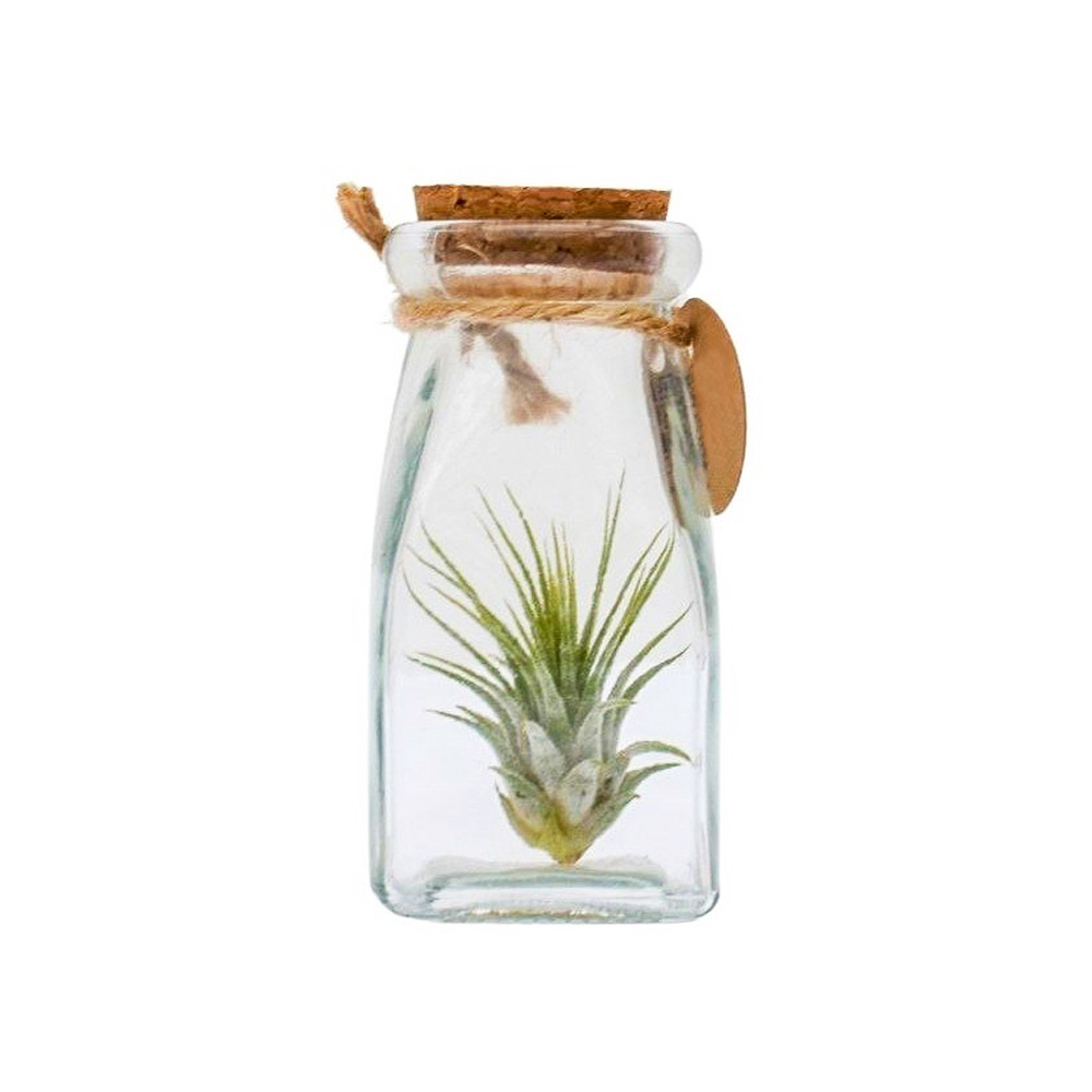 Airplant - Glass bottle square - voor bedrijven en relatiegeschenken