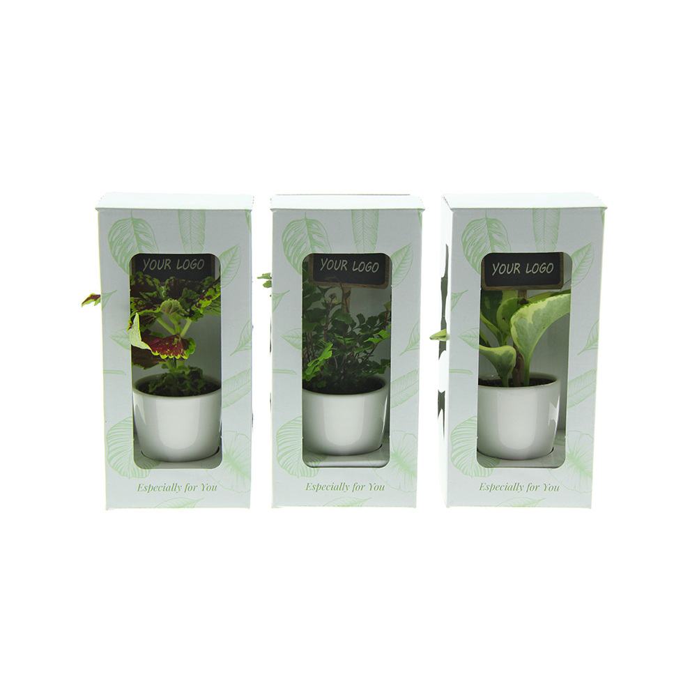 ChalkNotes® - Green mix, Zonder verpakking